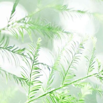 1.76复古传奇小极品手游(暂未上线)v2.93 安卓版